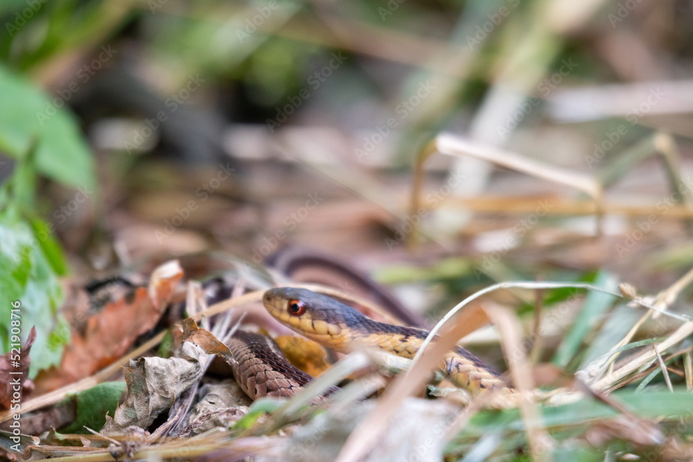 Ribbon Snake (Thamnophis Sauritus) Garter North American Non-venomous ...