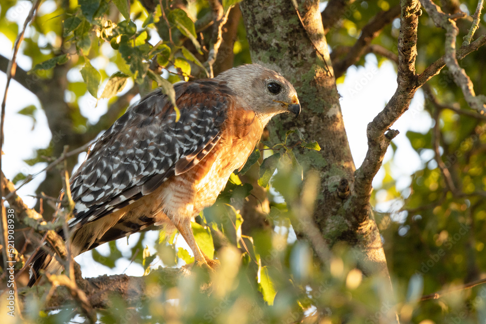 Red-shouldered hawk (Buteo lineatus) perches in a tree as the sun rises in Sarasota, Florida 