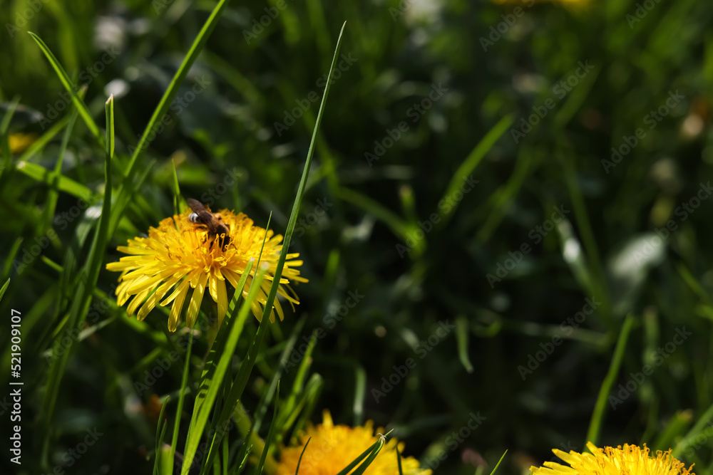 Bee on yellow dandelion flower in green grass, closeup Bee on yellow dandelion flower in green grass, closeup
