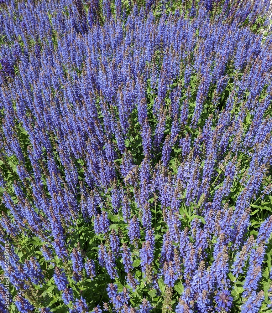 Fototapeta premium Lavender flowers
