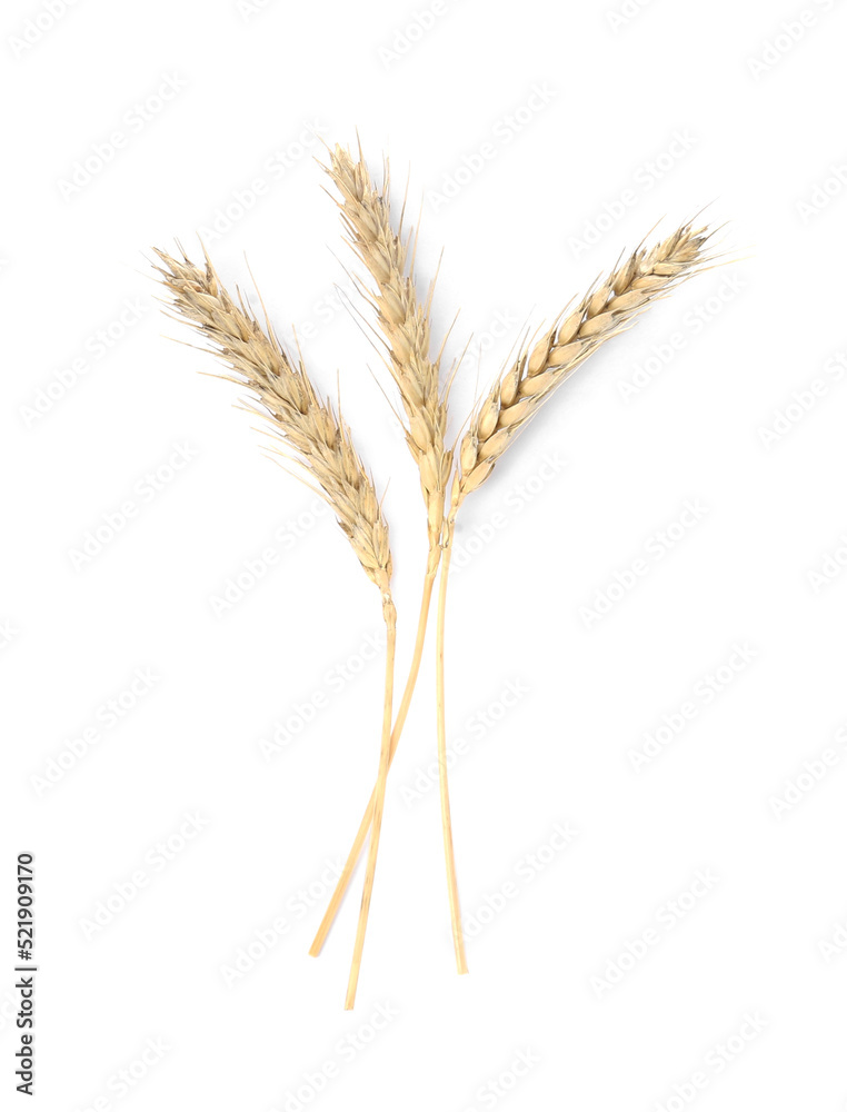 Ears of wheat on white background. Cereal plant Ears of wheat on white background. Cereal plant