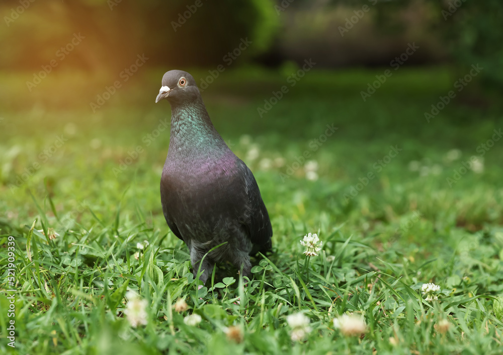 Beautiful dark dove on green grass outdoors Beautiful dark dove on green grass outdoors