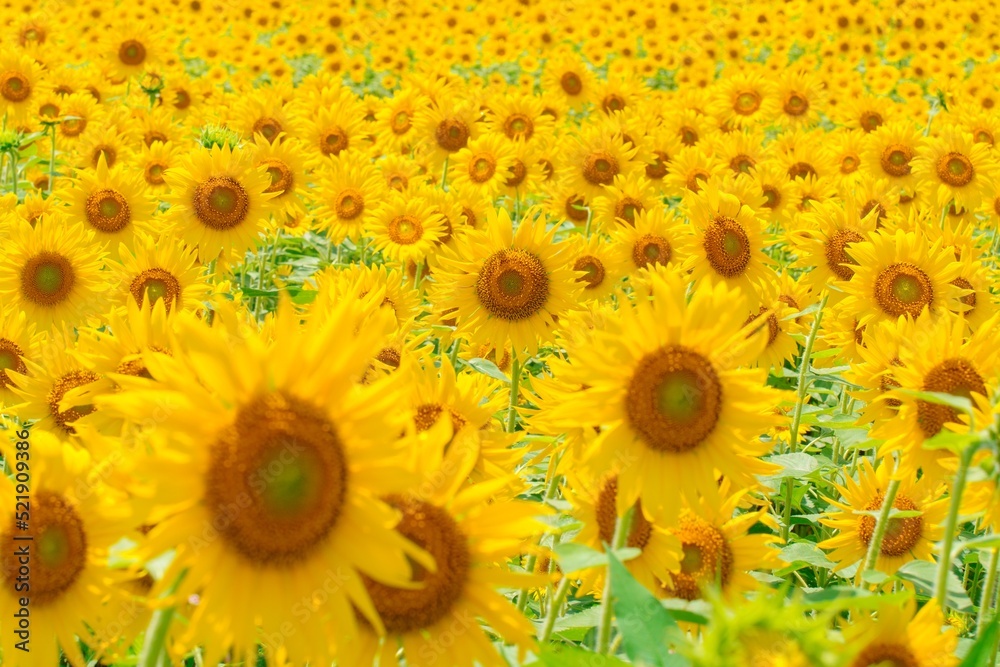 Fototapeta premium ひまわり畑