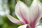 Magnolia tree with beautiful flower on blurred background, closeup