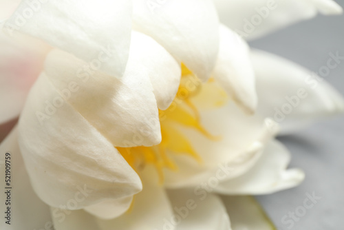 Beautiful blooming white lotus flower on table  closeup.