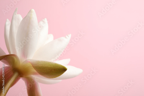 Fototapeta Naklejka Na Ścianę i Meble -  Beautiful white lotus flower on light pink background, closeup. Space for text