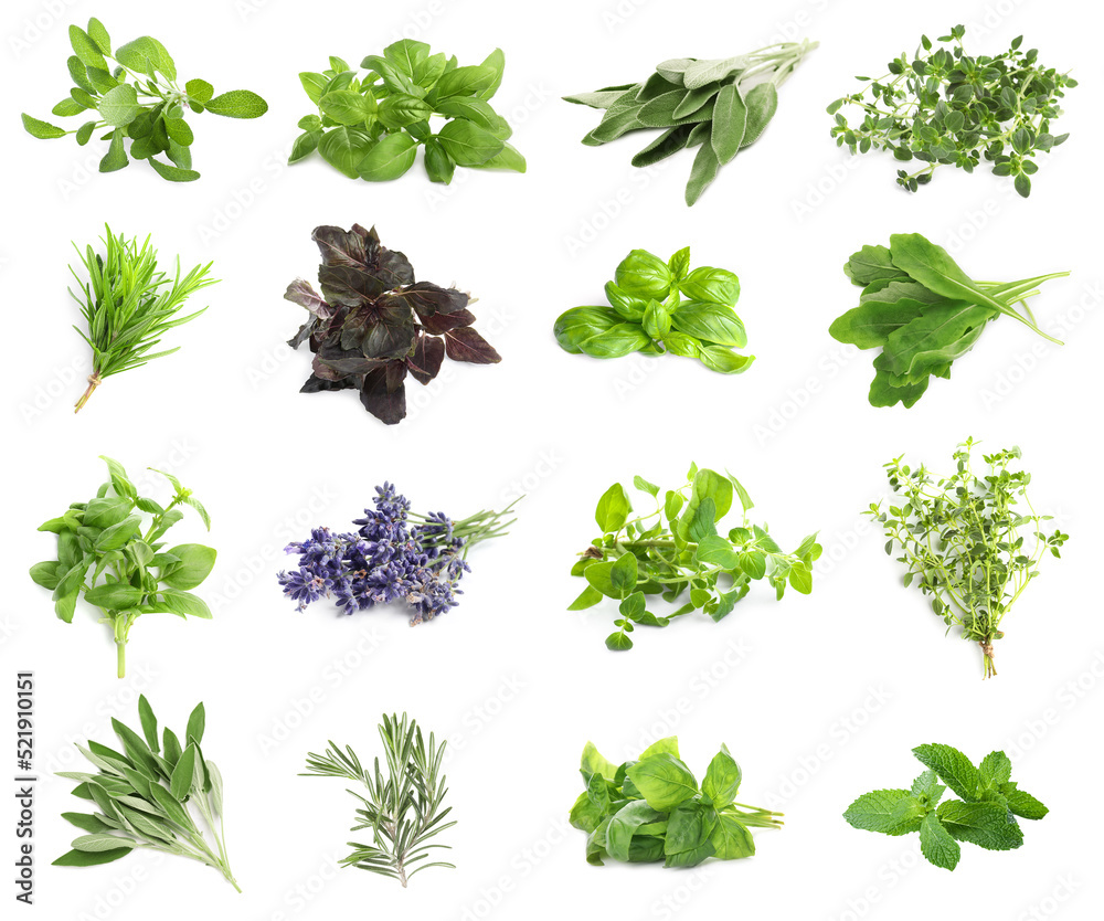 Fototapeta premium Set with different aromatic herbs on white background
