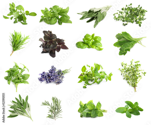 Set with different aromatic herbs on white background