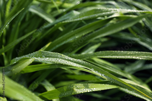 Green grass with water drops as background, closeup