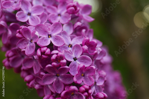 Beautiful lilac flowers on blurred background, closeup