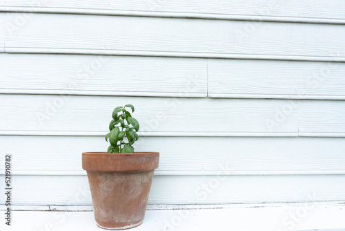 A basil plant grows in a ceramic pot against the side of a white house