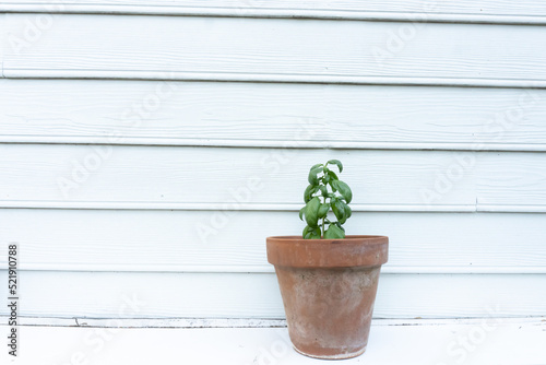 A basil plant in a ceramic pot against a white wall in summer © Liz W Grogan