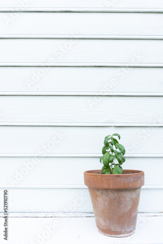 Vertical image of a potted basil plant against a white wall with siding; copy space © Liz W Grogan