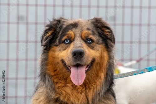 A large golden retriever and Australian Shepard mixed adult dog with blue eyes, brown, red and black fur. The animal has its tongue hanging our panting. The happy looking dog has sad looking eyes. 