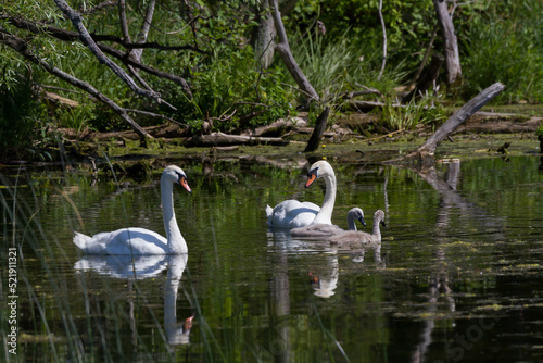 A family of mute swans swimming in a wetland 