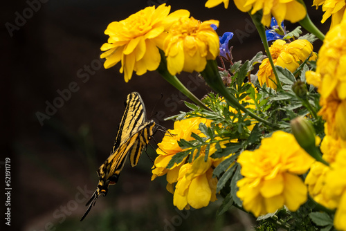 Western Tiger Swallowtail (Papilio rutulus) in Nighthawk Gardens;  Laramie, Wyoming photo