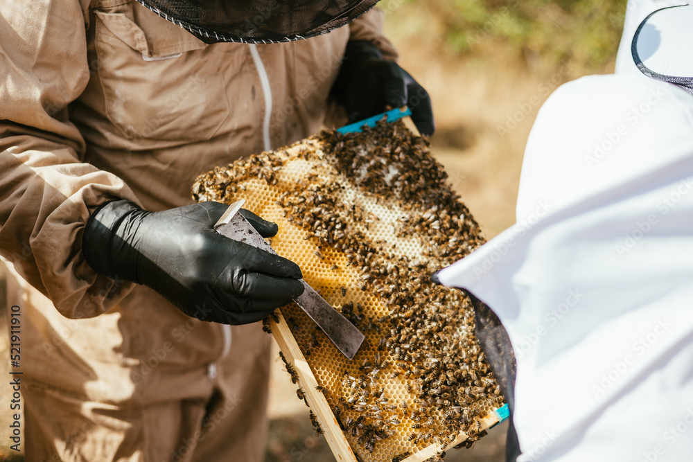pszczelarstwo pszczoły miód natura - obrazy, fototapety, plakaty 