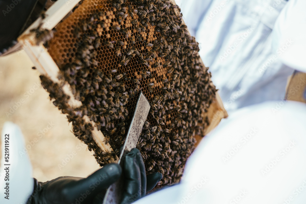 pszczelarstwo pszczoły miód natura - obrazy, fototapety, plakaty 