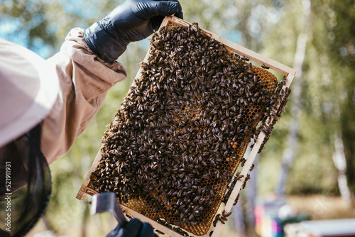 pszczelarstwo pszczoły miód natura © Anna