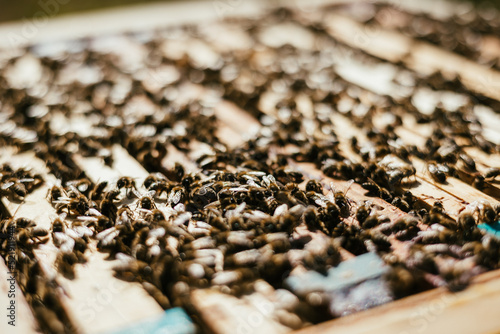 pszczoły w ulu na ramkach w trakcie pracy