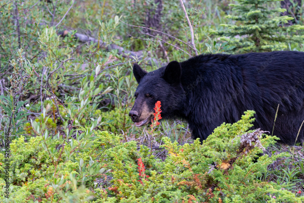 Black bear in the woods eating Indian Paintbrush wildflowers in Jasper National Park Alberta Canada Black bear in the woods eating Indian Paintbrush wildflowers in Jasper National Park Alberta Canada