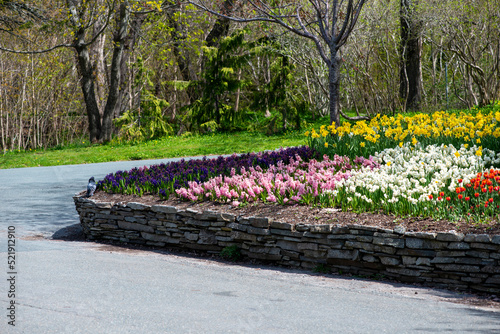 A curved rock wall with a bed of perennial flowers. The colorful garden has yellow  pink  white and yellow blooms in the curved shape designed stone wall. There are trees and a paved road in the park.