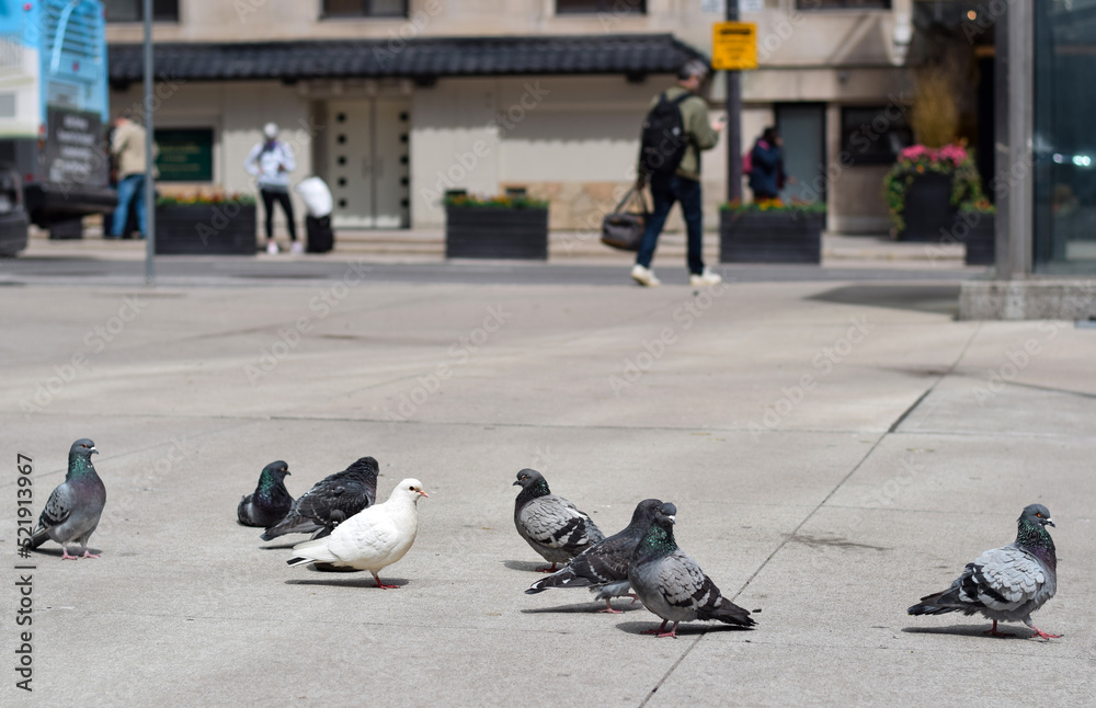 Fototapeta premium Group of pigeons on city street