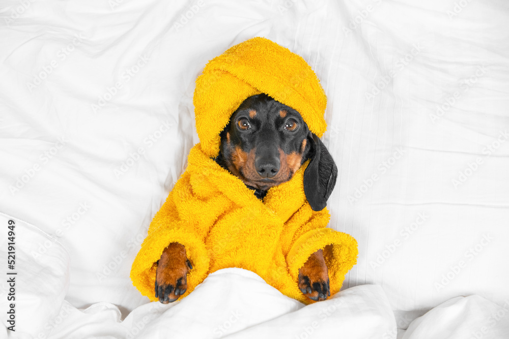 Dachshund puppy in bathrobe and with yellow towel wrapped around head like turban is lying in bed under duvet. Dog is waiting spa treatments or massage, or going to sleep after taking shower top view.