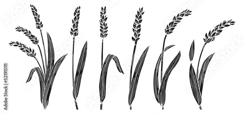 Wheat ear engraving set. Agricultural abundance ink stamp, flour production. Cereals ripe spike wheat collection. Design farm elements, organic vegetarian bread or beer packaging label vector