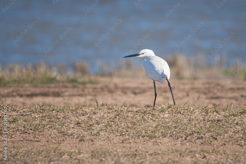 An elegant white egret perched near the water. Little egret, Egretta garzetta. An elegant white egret perched near the water. Little egret, Egretta garzetta.