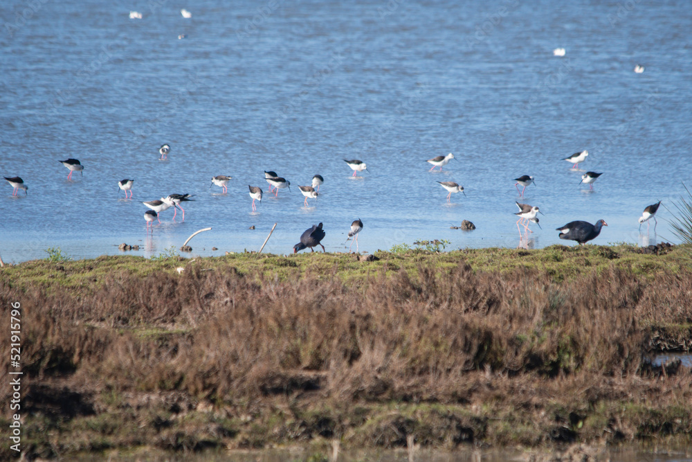 Doñana, natural landscape of marsh with waterfowl of different species feeding. Birds of the species Porphyrio porphyrio and Himantopus himantopus.