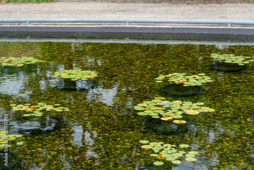 flowers lily pads in the water