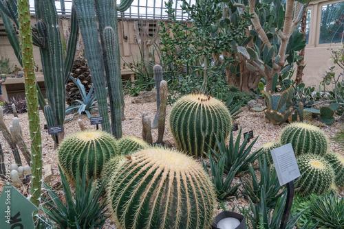 cactus in the desert