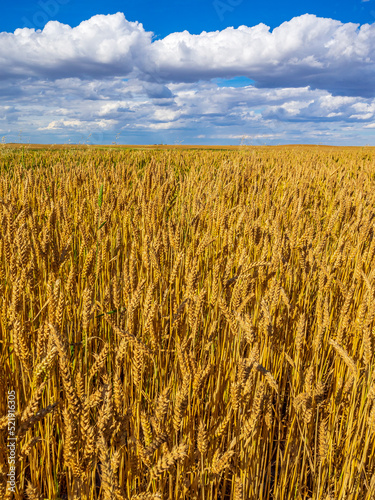 Wheat Field  Canadian Prairies