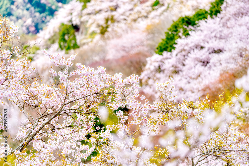 八百万神之御殿の桜 八百万神之御殿の桜