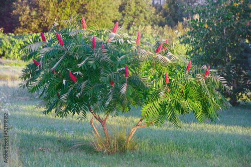 Staghorn sumac or velvet sumac (Rhus typhina).