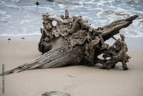 dead tree on the beach photo