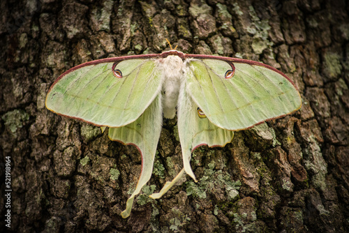 Green Moth