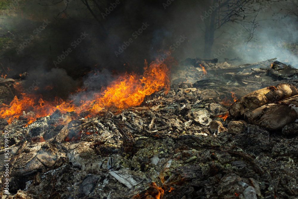 Fire and black smoke. Fire in landfill. Smoke in forest. Illegal landfill. Fire and black smoke. Fire in landfill. Smoke in forest. Illegal landfill.