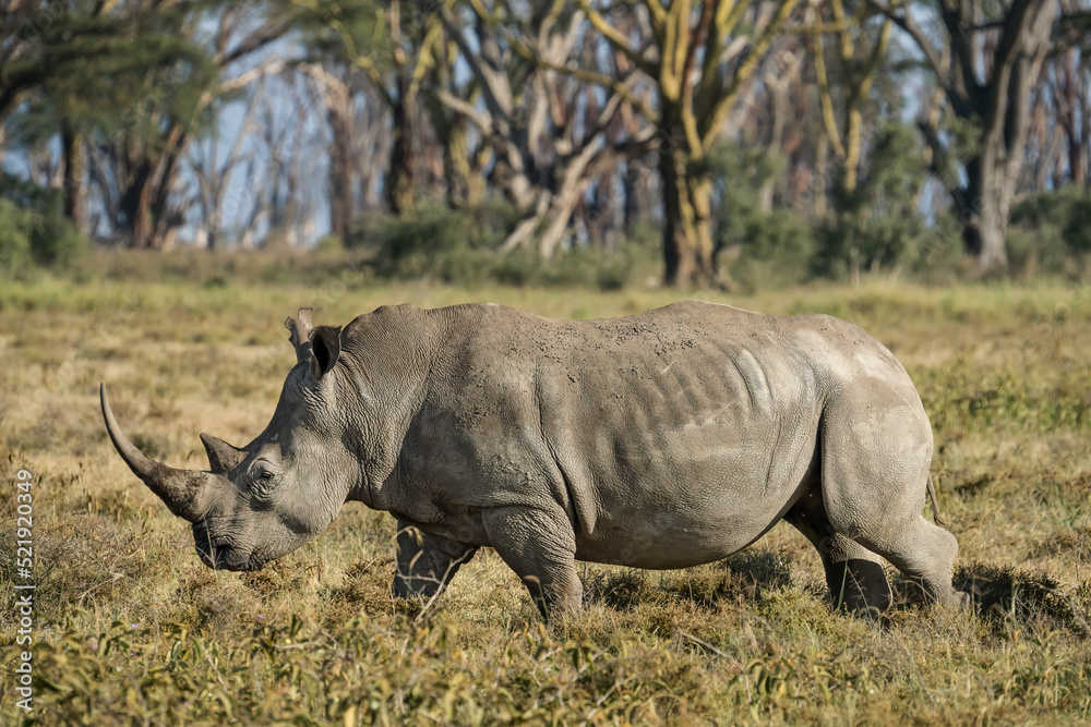Fototapeta premium wild rhino walking and eating grass in grassland at Lake Nakuru