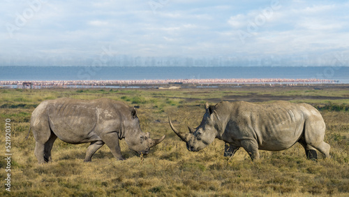 two wild rhino facing to fight at Lake Nakuru National Park Kenya