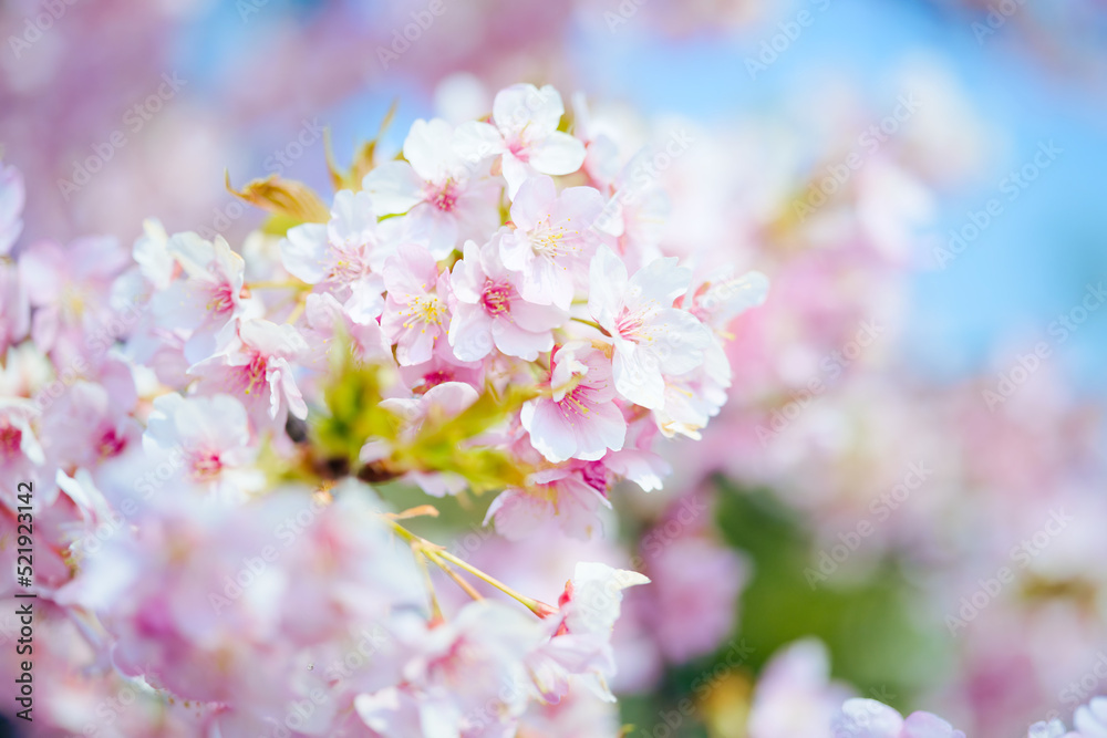 鳴門市で咲いた早咲きの桜
