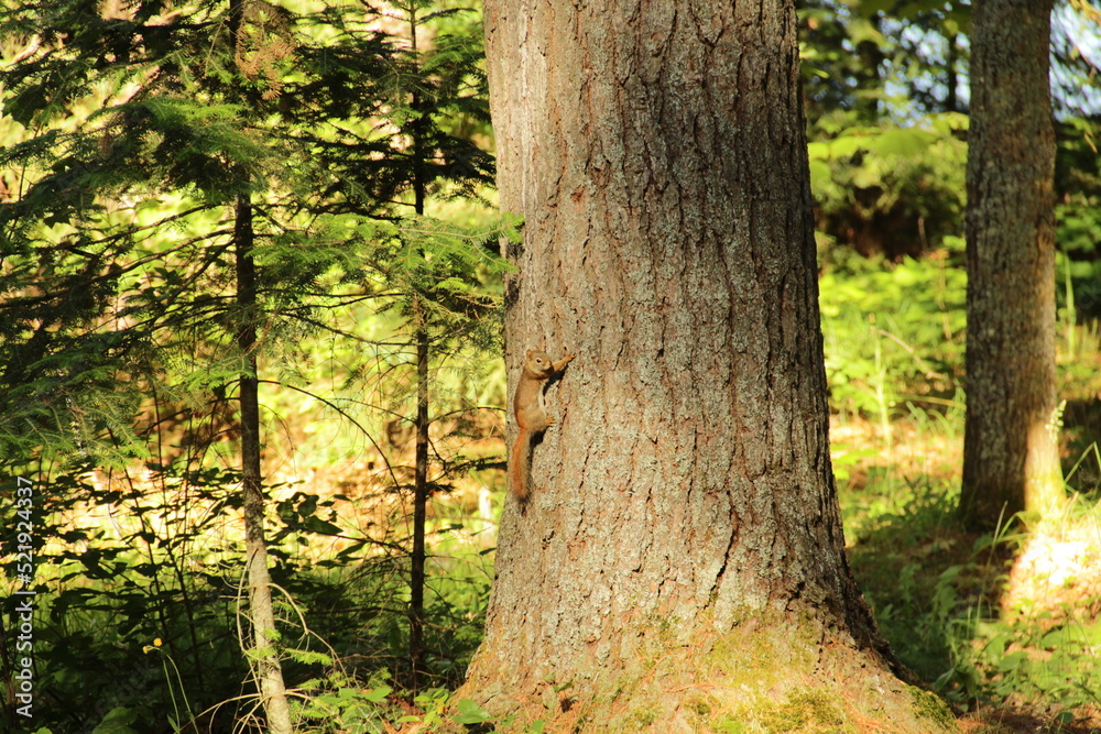 Squirrel In The Forest