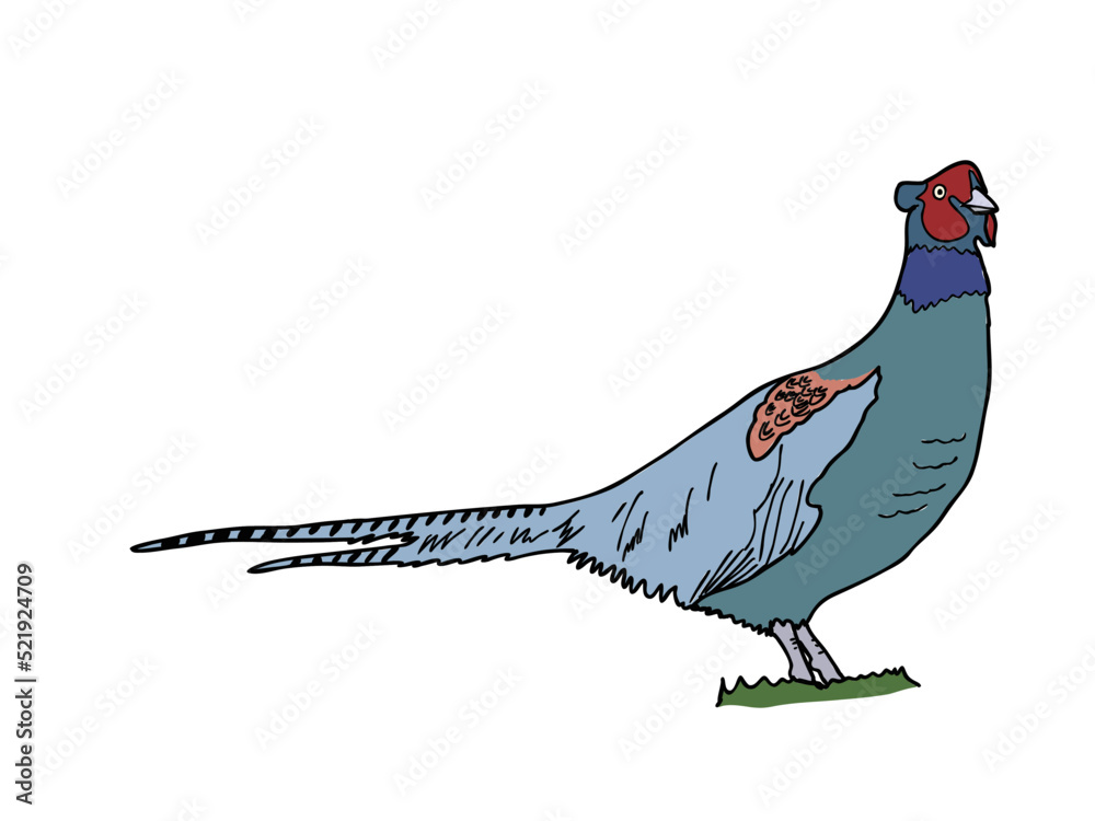 Obraz premium キジ 県鳥（岡山県）