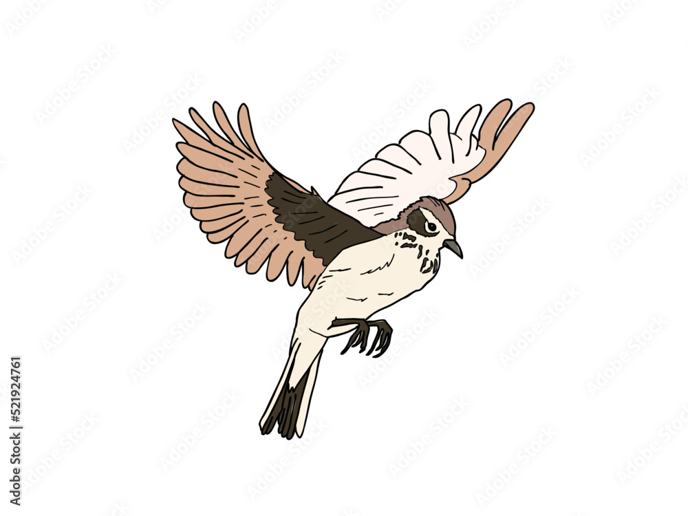 Naklejka premium ヒバリ 県鳥(熊本県)