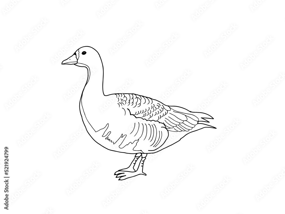 ガン 県鳥(宮城県)モノクロ ガン 県鳥(宮城県)モノクロ