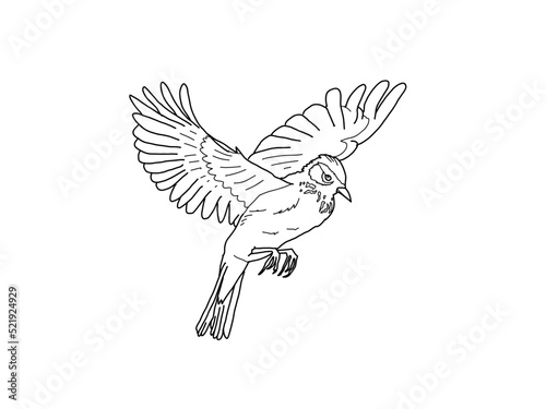 ヒバリ　県鳥（熊本県）モノクロ		