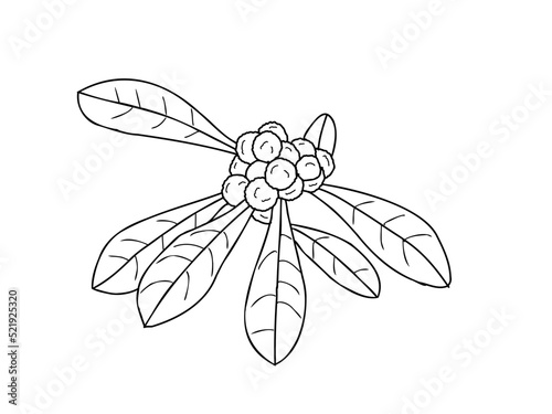 ヤマモモ　県木（徳島県）モノクロ