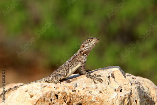 The lizard sits on a stone in a city park by the sea.