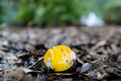 頭を出したキタマゴタケ（Amanita javanica）の幼菌／テングタケ科 photo